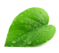 Decorative shape element